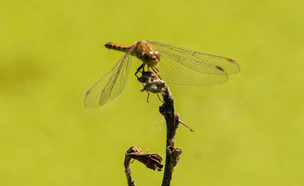 Biodiversity and Ecotourism: Friends or Foes?